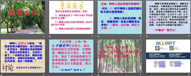 图片[2]-《桃花心木》PPT课件2-第一PPT