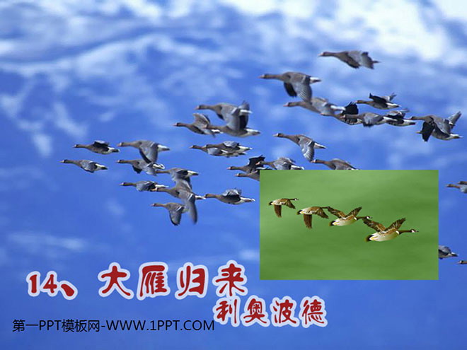 图片[1]-《大雁归来》PPT课件3-第一PPT