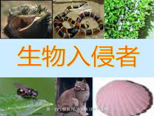 《生物入侵者》PPT课件2-第一PPT