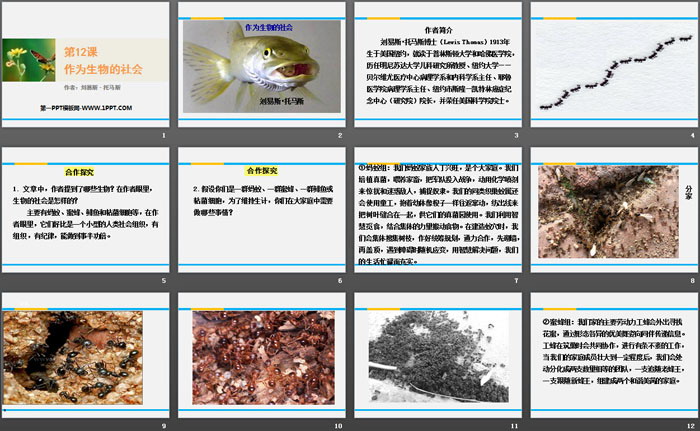 图片[2]-《作为生物的社会》PPT下载-第一PPT