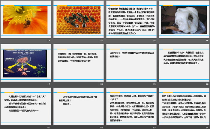 图片[3]-《作为生物的社会》PPT下载-第一PPT