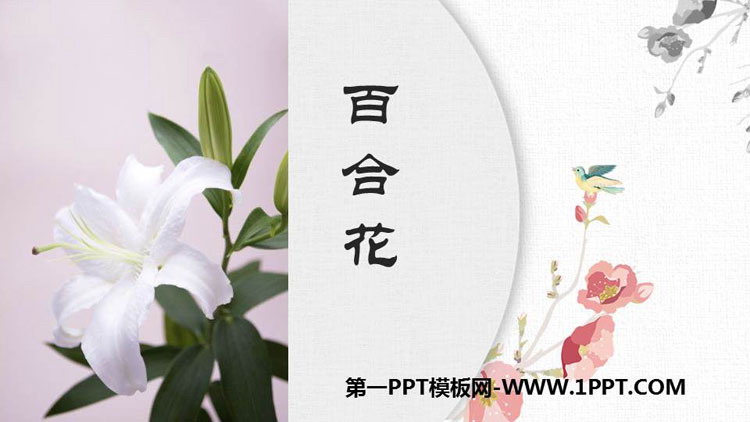 图片[1]-《百合花》PPT精品课件-第一PPT
