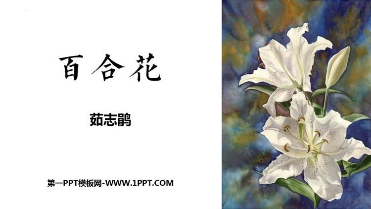 图片[1]-百合花-第一PPT