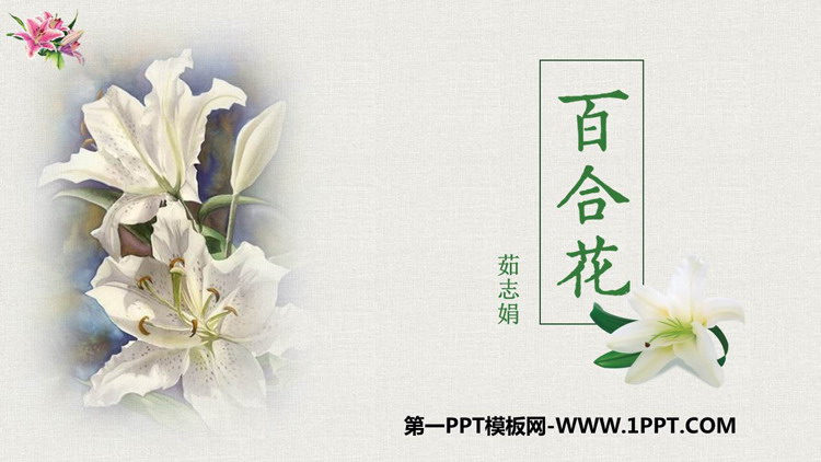 图片[1]-《百合花》PPT精品课件下载-第一PPT