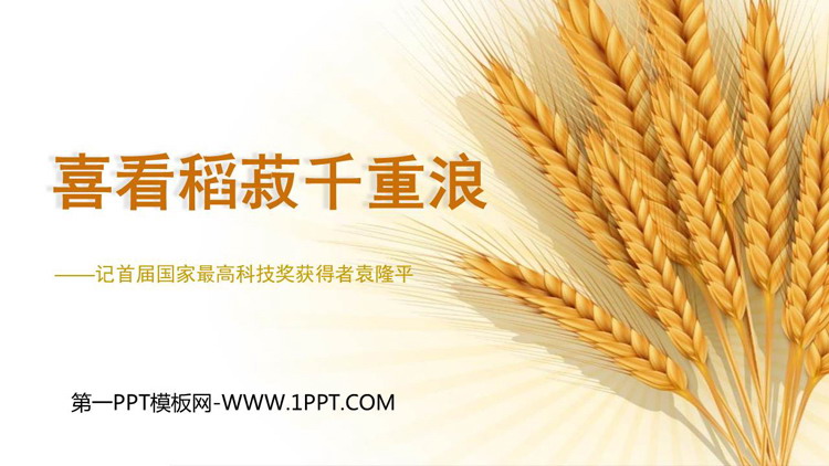 图片[1]-《喜看稻菽千重浪》PPT课件下载-第一PPT