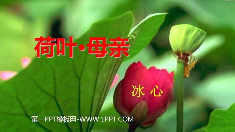 图片[1]-《荷叶·母亲》PPT免费教学课件-第一PPT