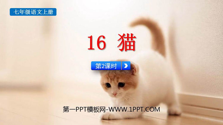 图片[1]-猫-第一PPT