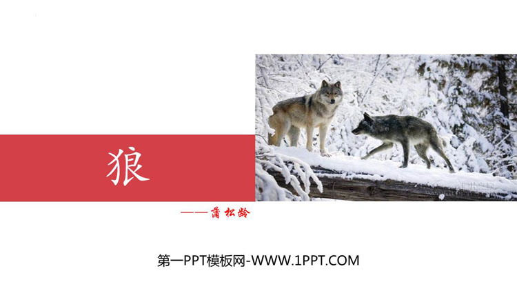 图片[1]-《狼》PPT免费教学课件-第一PPT