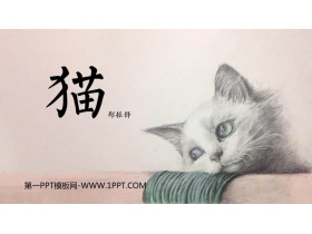 《猫》PPT免费优质课件-第一PPT