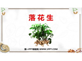 《落花生》PPT免费课件下载-第一PPT