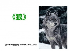 《狼》PPT课文课件下载-第一PPT