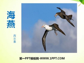 《海燕》PPT免费下载-第一PPT