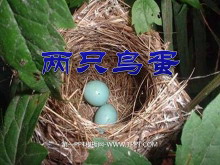 《两只鸟蛋》PPT课件5-第一PPT