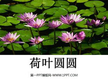 《荷叶圆圆》PPT课件3-第一PPT