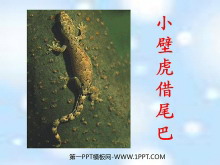 《小壁虎借尾巴》PPT课件5-第一PPT