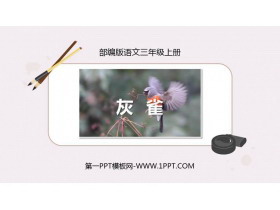 《灰雀》PPT免费课文课件-第一PPT