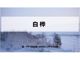《白桦》PPT优秀课件-第一PPT