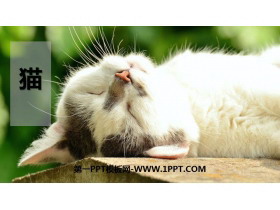 《猫》PPT教学课件-第一PPT