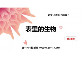 《表里的生物》PPT课件(第1课时)-第一PPT