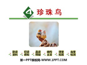 《珍珠鸟》PPT-第一PPT