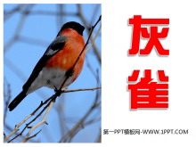 《灰雀》PPT教学课件下载4-第一PPT