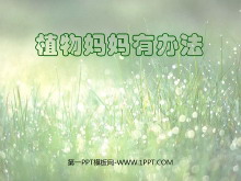 《植物妈妈有办法》PPT教学课件下载4-第一PPT