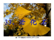 《活化石》PPT教学课件下载4-第一PPT