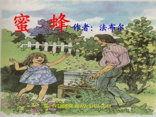 《蜜蜂》PPT教学课件下载4-第一PPT