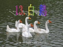 《白鹅》PPT课件下载4-第一PPT
