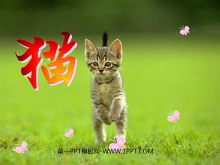 《猫》PPT课件下载4-第一PPT