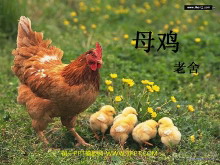《母鸡》PPT课件下载3-第一PPT