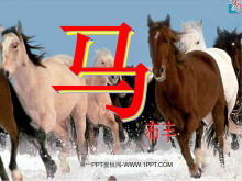《马》PPT课件2-第一PPT