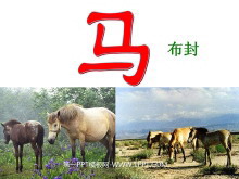 《马》PPT课件4-第一PPT