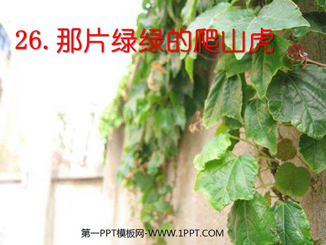 图片[1]-《那片绿绿的爬山虎》PPT课件下载-第一PPT