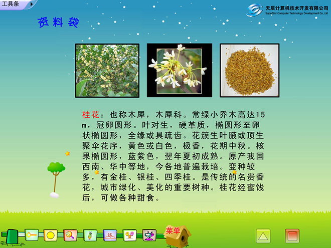 图片[2]-《桂花雨》Flash动画课件下载-第一PPT