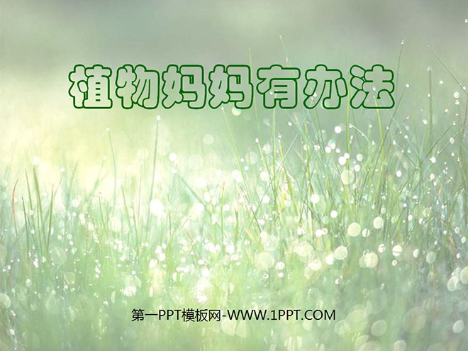 图片[1]-《植物妈妈有办法》PPT教学课件下载4-第一PPT
