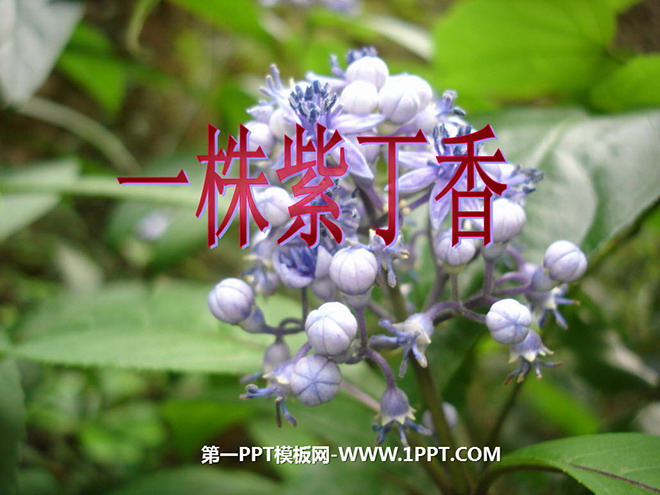 图片[1]-《一株紫丁香》PPT教学课件下载4-第一PPT