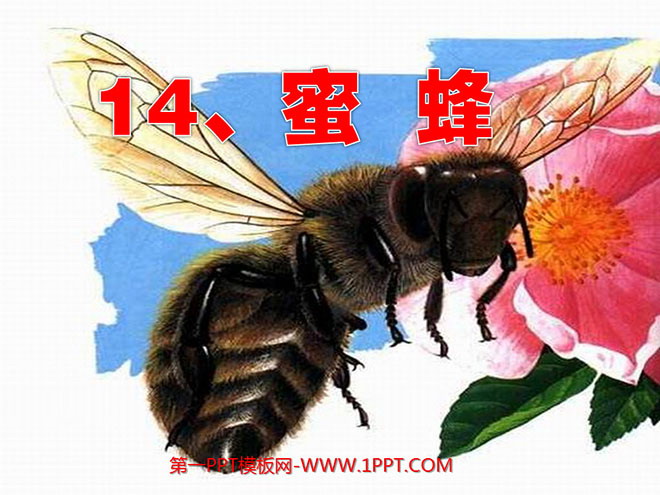 图片[1]-《蜜蜂》PPT教学课件下载6-第一PPT