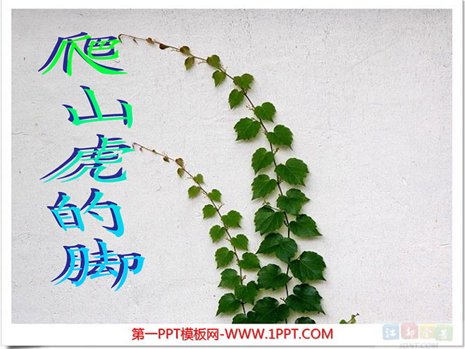 图片[1]-《爬山虎的脚》PPT教学课件下载6-第一PPT