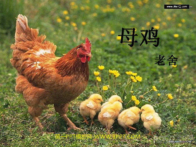 图片[1]-《母鸡》PPT课件下载3-第一PPT