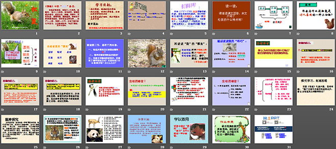 图片[2]-《松鼠》PPT课件下载4-第一PPT