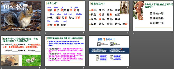 图片[2]-《松鼠》PPT课件下载6-第一PPT