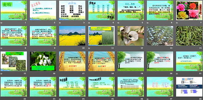 图片[2]-《麦哨》PPT课件5-第一PPT