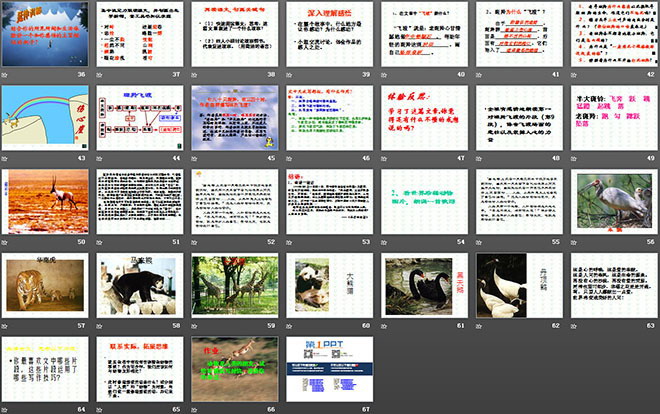 图片[3]-《斑羚飞渡》PPT课件3-第一PPT