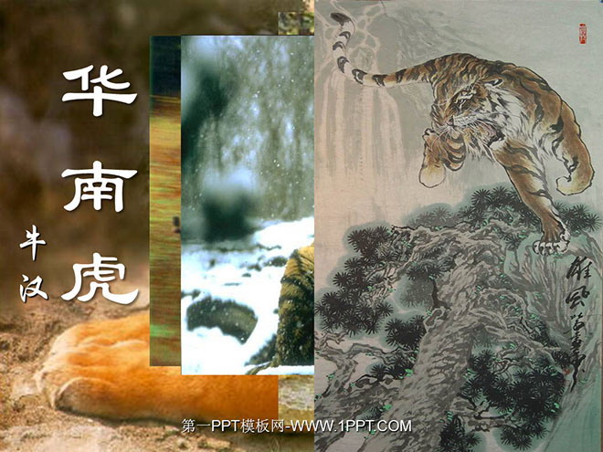 图片[1]-《华南虎》PPT课件-第一PPT