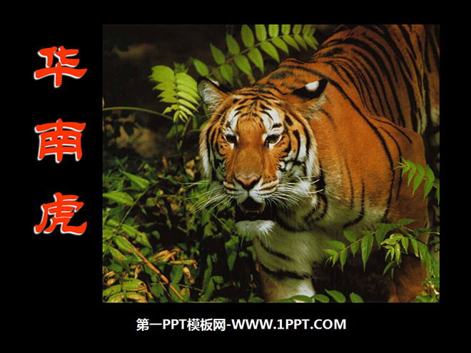 图片[1]-《华南虎》PPT课件3-第一PPT