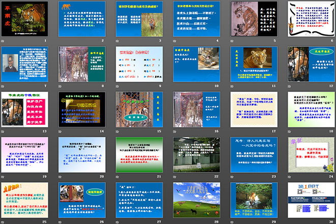 图片[2]-《华南虎》PPT课件3-第一PPT