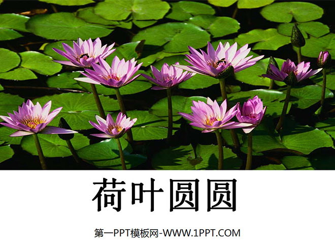 图片[1]-《荷叶圆圆》PPT课件3-第一PPT