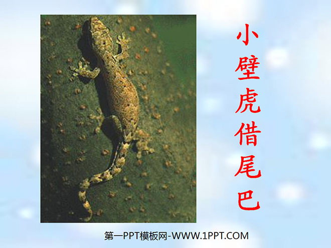 图片[1]-《小壁虎借尾巴》PPT课件5-第一PPT