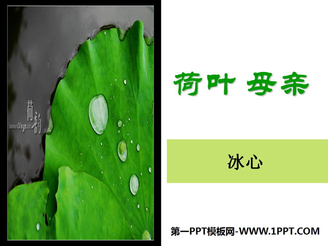 图片[1]-《荷叶母亲》PPT课件-第一PPT